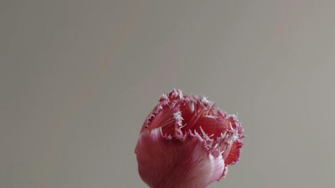 A single pink fringed tulip with soft, ruffled edges stands against a plain, muted gray background. The flower is slightly off-center, with a delicate, curved stem and subtle shadows. The image has a calm, minimal aesthetic, evoking a sense of quiet beauty and introspection.